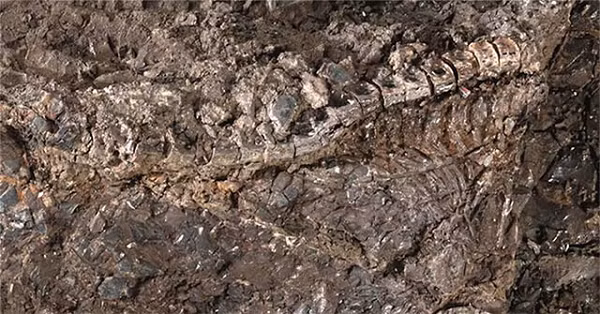 Điều này cho thấy loài quái vật này đã sống sót qua thảm họa trong khi khủng long và những người anh em họ dưới nước như thương long, ngư long đã bị tiêu diệt hàng loạt.