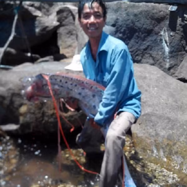 Nó có chiều dài cơ thể lên tới 4,2m, nặng 29,6 kg và bề ngang thân rộng khoảng 30 cm. Nhiều người sau khi xem ảnh cho rằng đó là một con cá mái chèo. (Nguồn ảnh: Vietnamnet)