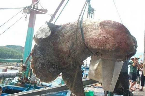Năm 2014, tàu đánh cá của anh Nguyễn Minh Vương (ở xóm Đại Bắc, huyện Quỳnh Lưu, Nghệ An), từng bắt được một con cá nặng hơn 500 kg, chiều dài 2,8m, bề rộng tính cả vây là 2,5m. Con cá có ngoại hình như "quái thú" này thực chất là một con cá mặt trăng quý hiếm. (Nguồn ảnh: Báo Nghệ An).