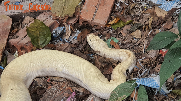 Tuy nhiên việc xuất hiện bạch xà thì đây là lần đầu tiên trong đời Thủ nhang đền Mẫu được chiêm ngưỡng. Theo quan sát, bạch xà này thuộc họ trăn. Nó còn được gọi là trăn trắng hay trăn đột biến, trăn bạch tạng. Loại trăn này thường được nuôi ở các tỉnh phía Nam để làm cảnh. Ảnh: Tri thức &amp; Cuộc sống.