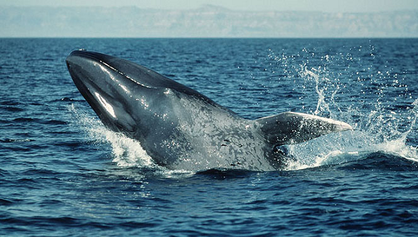 Cá ông là loài động vật nặng nhất và lớn nhất trên thế giới. Theo đó, một con cá voi xanh trưởng thành có thể nặng tới 180 tấn. Được biết, trong 7 tháng đầu sau khi sinh, cá voi xanh con sẽ uống khoảng 400 lít sữa mỗi ngày.