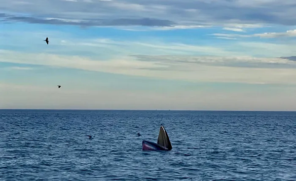 Anh Toàn chia sẻ: "Đàn cá voi khoảng 7 con, những con nhỏ trọng lượng khoảng 1 đến 2 tấn, con lớn từ 17 đến 20 tấn xuất hiện trong khoảng thời gian 2 giờ đồng hồ. Thi thoảng những con cá voi há miệng rất lớn ngoi lên mặt nước".