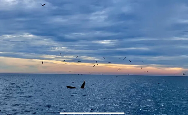 Theo quan niệm của người dân, bắt gặp cá voi xuất hiện ở vùng biển địa phương là điều hết sức may mắn và hiếm gặp.