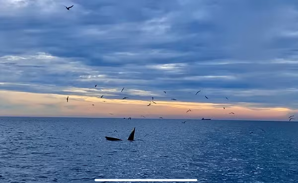 Theo quan niệm của người dân, bắt gặp cá voi xuất hiện ở vùng biển địa phương là điều hết sức may mắn và hiếm gặp.