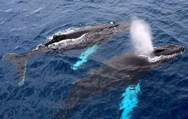 Cá voi xanh hay còn được biết đến với cái tên cá ông. Cá ông thuộc phân bộ Mysticeti (cá voi tấm sừng hàm). Chúng sinh sống ở tất cả đại dương trên Trái Đất. Chúng tiến hoá từ những loài động vật có vú sống trên đất liền và họ hàng gần với chúng nhất là hà mã.