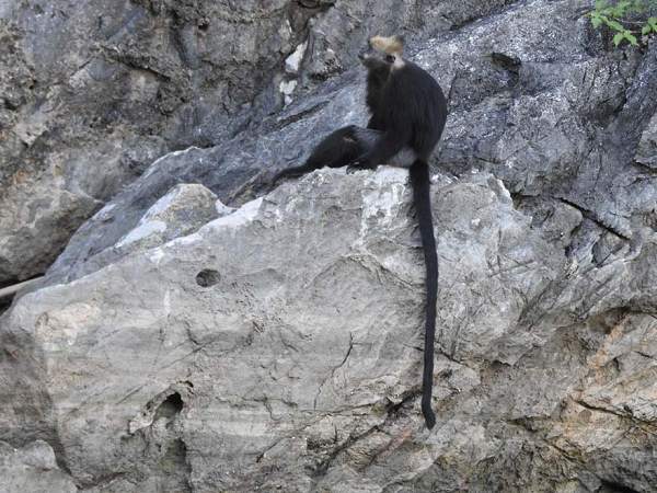 Quần thể Voọc Cát Bà đã bị suy giảm mạnh từ những năm 1960. Theo ước tính, trong vòng 40 năm từ 1960 – 1990, Voọc Cát Bà đã mất đi khoảng 98% quy mô quần thể.