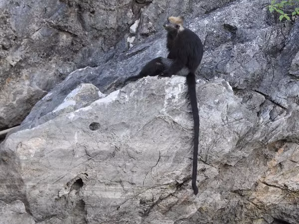 Quần thể Voọc Cát Bà đã bị suy giảm mạnh từ những năm 1960. Theo ước tính, trong vòng 40 năm từ 1960 – 1990, Voọc Cát Bà đã mất đi khoảng 98% quy mô quần thể.