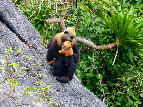 Phải mất từ 2 năm rưỡi đến 3 năm, voọc mới sinh sản 1 lần. Tuy nhiên, không phải con non nào sinh ra cũng có thể tồn tại. Voọc non có thời kỳ thơ ấu dài, được các cá thể trưởng thành trong đàn chăm sóc và truyền dạy các kỹ năng sinh tồn.