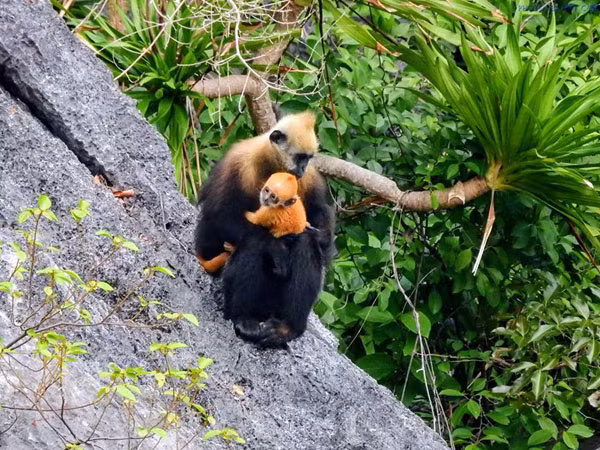 Phải mất từ 2 năm rưỡi đến 3 năm, voọc mới sinh sản 1 lần. Tuy nhiên, không phải con non nào sinh ra cũng có thể tồn tại. Voọc non có thời kỳ thơ ấu dài, được các cá thể trưởng thành trong đàn chăm sóc và truyền dạy các kỹ năng sinh tồn.