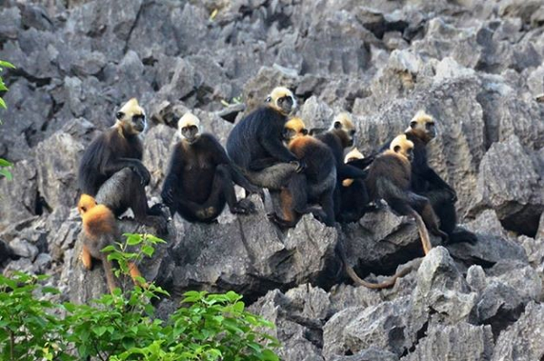 Ngoài nạn săn bắn đã được lực lượng Kiểm Lâm Vườn quốc gia Cát Bà kiểm soát, quá trình chọn lọc tự nhiên cũng dẫn đến suy giảm hao hụt quần thể như xung đột chiếm đàn dẫn đến tử vong nhưng cá thể bị thương nặng, sau tranh đàn cắn chết con non làm giảm lớp kế cận sinh sản tương lai, tỷ lệ già hóa hết dẫn đến khả năng sinh sản, tình trạng cận huyết làm suy thoái giống nòi.