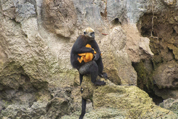 Phần lớn quần thể Voọc còn lại phân bố ở các khu vực sinh sống ở nơi khó khăn nhất mới có cơ hội sống sống khỏi nạn săn bắn trong quá khứ. Việc mất đi môi trường sống cộng với tỷ lệ sinh sản thấp cũng là những đe dọa đối với Voọc Cát Bà.