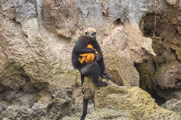 Phần lớn quần thể Voọc còn lại phân bố ở các khu vực sinh sống ở nơi khó khăn nhất mới có cơ hội sống sống khỏi nạn săn bắn trong quá khứ. Việc mất đi môi trường sống cộng với tỷ lệ sinh sản thấp cũng là những đe dọa đối với Voọc Cát Bà.