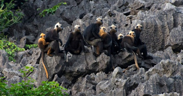 Voọc Cát Bà còn được biết đến với tên gọi voọc đầu vàng (tên khoa học là trachypithecus poliocephalus policephalus, tên tiếng Anh – Cat Ba langur hay Golden headed langur).