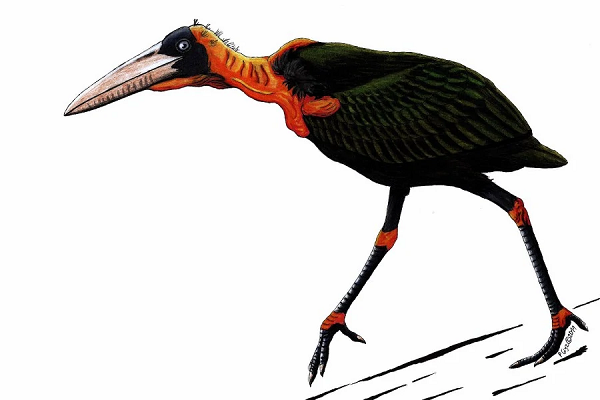 Nghiên cứu mới đã vén màn bí ẩn về người bạn đồng hành của loài người tí hon đã tuyệt chủng này: Những "quái điểu" ăn thịt cao tới 1,8 m, cũng đã biến mất khỏi địa cầu