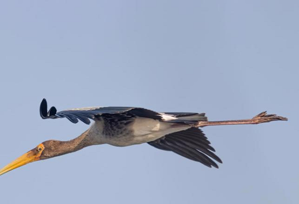 "Trong một số trường hợp, những con chim ăn thịt khổng lồ này được tìm thấy cùng với các động vật có vòi (như voi, ma mút), kền kền và thậm chí là các loài người, cho thấy có thể tồn tại mối quan hệ cộng sinh giữa những loài này", các nhà nghiên cứu cho biết.