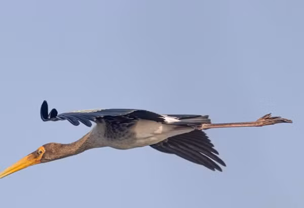 "Trong một số trường hợp, những con chim ăn thịt khổng lồ này được tìm thấy cùng với các động vật có vòi (như voi, ma mút), kền kền và thậm chí là các loài người, cho thấy có thể tồn tại mối quan hệ cộng sinh giữa những loài này", các nhà nghiên cứu cho biết.