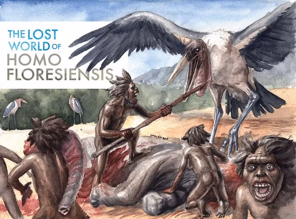 Sự ưa chuộng xác động vật của cò Flores thậm chí có thể giải thích tại sao chúng tuyệt chủng. Quái điểu được tái hiện thông qua rất nhiều bộ xương to lớn, kỳ dị, được tìm thấy ở nhiều vùng thuộc Đông Bắc Trung Quốc, đảo Javam đảo Flores của Indonesia.