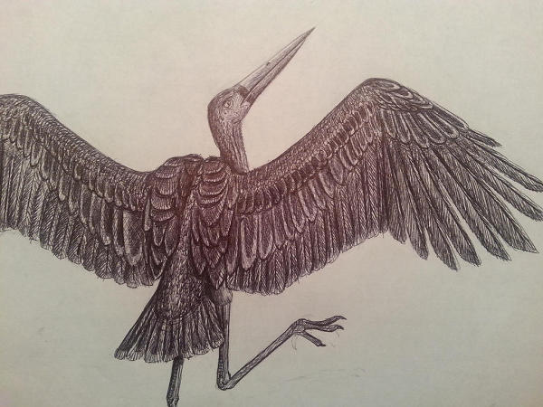 Nhưng phân tích mới trên hóa thạch xương cánh đã thay đổi suy nghĩ của họ. Bất chấp kích thước lớn, sải cánh 3,7 mét nhiều khả năng cho phép cò cổ đại bay cao.