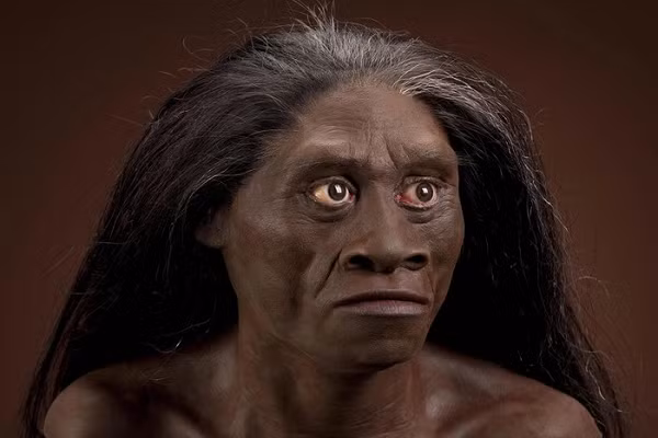 Xác con vật bị rồng Komodo hoặc người H. floresiensis giết có thể thu hút cò tới ăn thịt thừa. Sau đó, chúng có thể chết trong hang và bị chôn vùi ở đó, trở thành hóa thạch sau hàng chục nghìn năm.