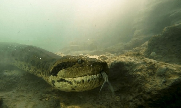 Anaconda cái đẻ con, chúng có thể đẻ từ 10 đến 50 con non mỗi lứa (kỉ lục là 100 con non). Anaconda sơ sinh dài khoảng 75 cm và nặng khoảng 250 gram. Anaconda có thể sống tự lập ngay lập tức và rời mẹ chỉ vài giờ sau khi được sinh ra.