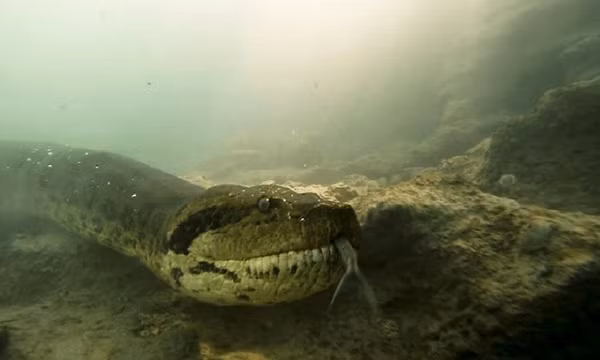 Anaconda cái đẻ con, chúng có thể đẻ từ 10 đến 50 con non mỗi lứa (kỉ lục là 100 con non). Anaconda sơ sinh dài khoảng 75 cm và nặng khoảng 250 gram. Anaconda có thể sống tự lập ngay lập tức và rời mẹ chỉ vài giờ sau khi được sinh ra.