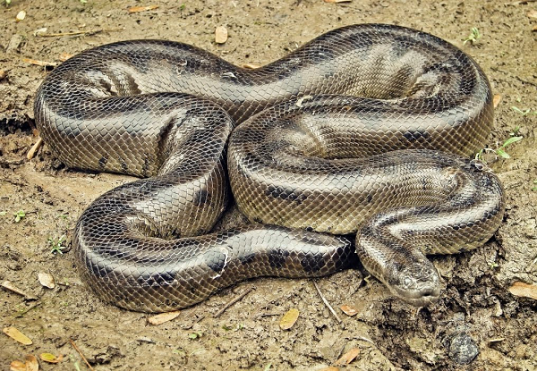 Trăn Anaconda di chuyển chậm, sống đơn độc nhưng lại rất hung tàn với những đòn tấn công đột ngột khiến con mồi không thể chạy thoát. Khi xuống nước, món ăn chúng ưa thích nhất chính là một loài hung hãn khác, đó là cá sấu.