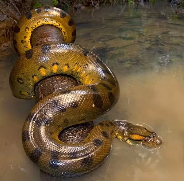 Kích thước ngoại cỡ của chúng có lẽ chỉ thua kém một chút so với người “anh em” trong các loài bò sát, đó là giống trăn hoa châu Á. Về tập quán sinh sống, Anaconda sống dưới nước nhưng không ăn thủy sản như cá.