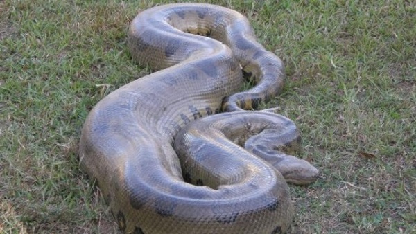 Chúng gồm 4 loài: màu xanh, màu vàng, đốm trắng đen và rắn khổng lồ Bolivia. Trong đó, loài màu xanh có kích thước lớn nhất. Con trưởng thành có thể dài tới 9m và nặng 550kg.