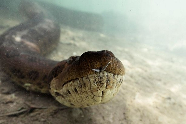 Người ta chứng kiến những cuộc đấu sinh tử của trăn Anaconda với cá sấu và bao giờ phần thắng cũng thuộc về Anaconda. Chúng dùng những chiếc răng nanh chắc nhọn ghim vào cơ thể cá sấu giữ chặt, không cho con mồi thoát ra ngoài, sau đó mới dùng toàn bộ cơ thể quấn vòng con mồi, siết lại cho tan nát xương cốt.