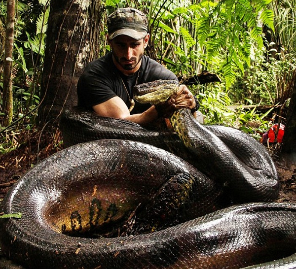 Tuy vậy, chúng khá yếu ớt và thường trở thành con mồi dễ dàng cho nhiều kẻ săn mồi. Chỉ có một vài phần trăm sống sót đến tuổi trưởng thành, do đó chúng đẻ rất nhiều để bù trừ. Trong môi trường sống tự nhiên, Anaconda có thể đạt 30 tuổi.