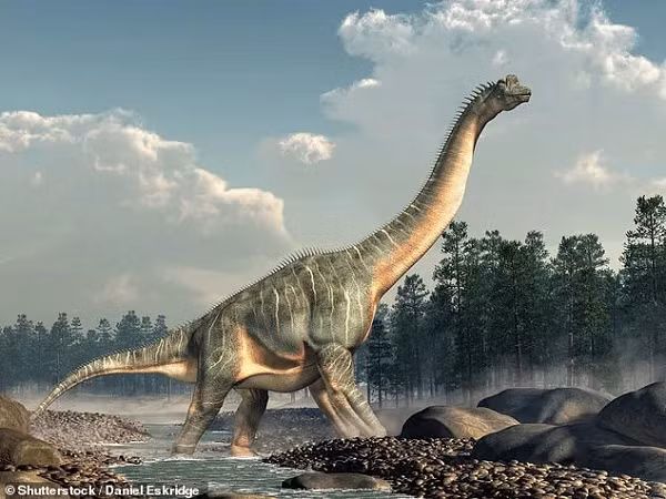 Và thế là, Sauropod đã trở thành loài khủng long có kích thước khổng lồ nhất, với chiều dài có thể lên tới 40 m (đối với con trưởng thành) và 8 m (đối với con non). Những loài khủng long ăn cỏ đời sau thì có kích thước nhỏ hơn hẳn, do khí hậu ở kỉ Jura lẫn Creta đã trở nên ẩm ướt hơn và thực vật mềm hơn.