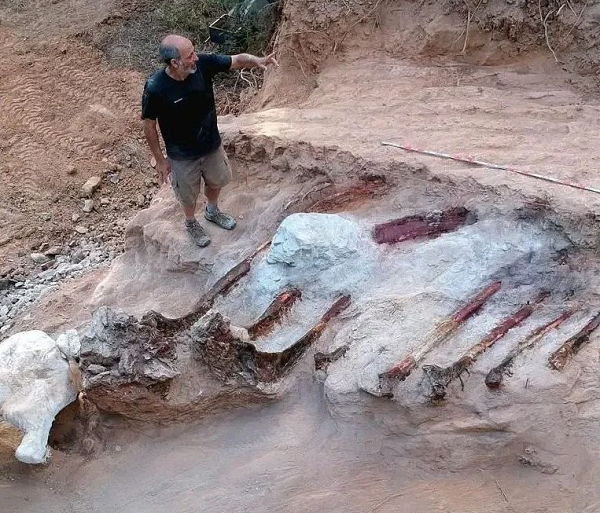 Khi Sauropod mới xuất hiện, thời tiết trên Trái Đất khi đó tương đối khô hạn, chỉ có những cây lá cứng và ít chất dinh dưỡng. Do đó, sẽ phải mất nhiều thời gian để tiêu hóa chỗ lá cây, cũng như cần 1 cái dạ dày thật to để trữ toàn bộ số thức ăn đó.