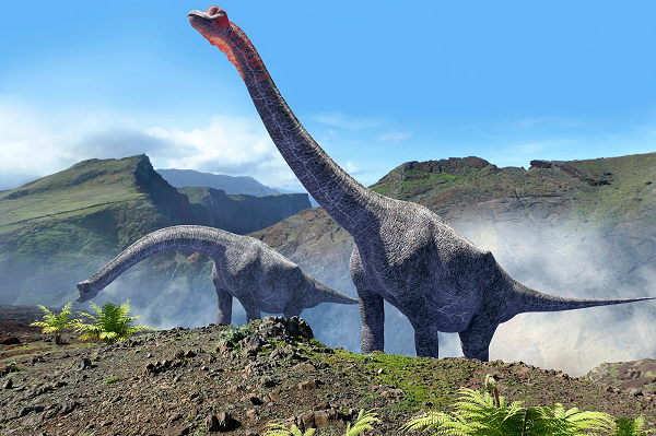 Do khủng long Sauropod không có răng hàm, nên chúng không thể nhai được thức ăn. Trong trường hợp chúng nuốt cả đá thì sao? Những cục đá mà chúng nuốt vào dạ dày sẽ được dùng như những vật giúp nghiền nát số lá cây chúng đã nuốt chửng và giúp tiêu hóa dễ hơn.
