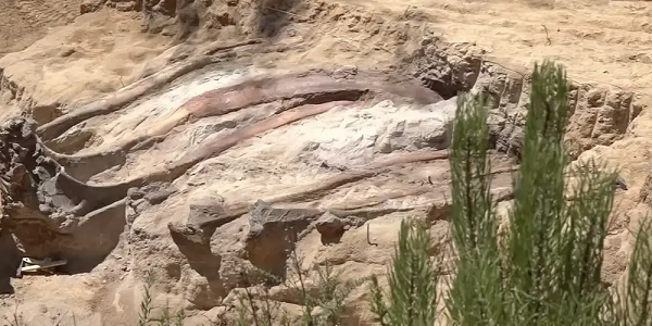 Xương của con khủng long này nằm nguyên vị trí trên cơ thể trước khi chết nhờ phần mộ không bị xáo trộn - là rất hiếm thấy và quý giá, giúp các nhà khoa học tái hiện lại con vật một cách hoàn chỉnh, sống động và dễ dàng hơn.