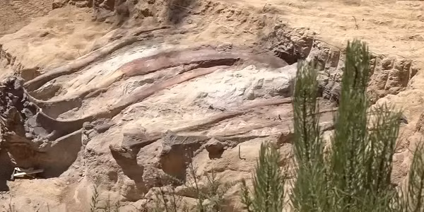 Xương của con khủng long này nằm nguyên vị trí trên cơ thể trước khi chết nhờ phần mộ không bị xáo trộn - là rất hiếm thấy và quý giá, giúp các nhà khoa học tái hiện lại con vật một cách hoàn chỉnh, sống động và dễ dàng hơn.