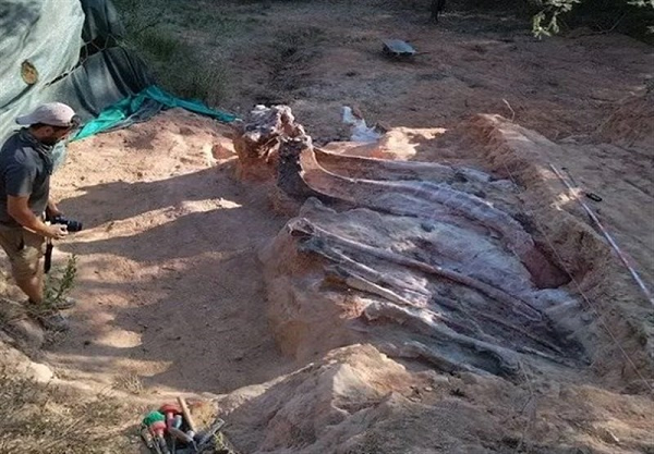 "Việc tìm thấy tất cả xương sườn của một con vật như thế này không phải là điều bình thường, chứ đừng nói đến vị trí - sự duy trì vị trí giải phẫu ban đầu của chúng" - nhà nghiên cứu sau tiến sĩ Elisabete Malafaia từ Trường ĐH Lisbon, thành viên nhóm nghiên cứu cho biết.