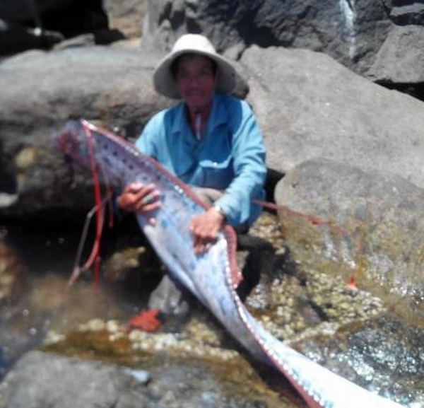 Năm 2014, ông Trần Thế Dũng ở TP.Đà Nẵng và là thành viên câu lạc bộ câu cá Hải Vân đã câu được một “thủy quái khủng” giống rồng. (Nguồn ảnh: Vietnamnet)