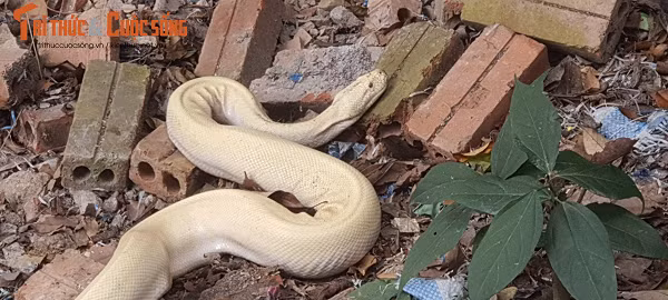 Vị trí xuất hiện bạch xà ngay chân cầu thang lối dẫn lên đền thờ Mẫu chúa Thượng ngàn. Do đền nằm lưng chừng núi, trước mặt là hồ rộng lớn, sau lưng là nhiều hang đá, rừng cây yên tĩnh nên có rất nhiều động vật sinh sống. Ảnh: Tri thức &amp; Cuộc sống.