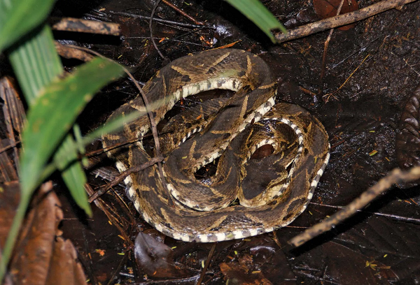Một vết cắn từ Fer-de-lance (Bothrops asper) có thể khiến mô cơ thể của một người chuyển sang màu đen khi nó bắt đầu hoại tử. Do nọc độc của loài rắn độc fer-de-lance có chứa chất chống đông máu nên vết cắn của loài rắn này có thể khiến một người bị xuất huyết. Một con cái có thể sinh đến 90 con.
