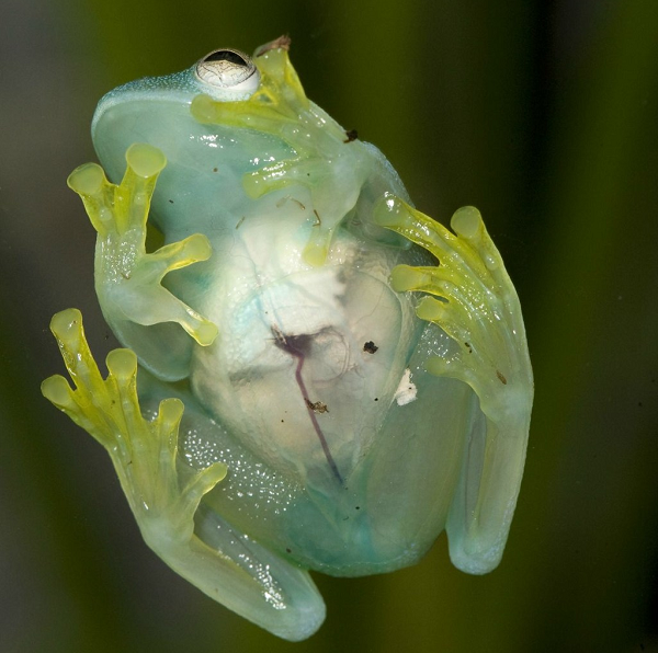 Ếch thủy tinh (glass frog) thuộc họ lưỡng cư Centrolenidae, có tên khoa học là Hyalinobatrachium valerioi. Lớp da dưới bụng của loài ếch này khá trong nên có thể nhìn thấy tim, gan, đường tiêu hóa của chúng.