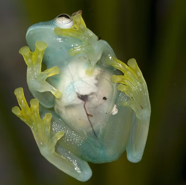 Ếch thủy tinh (glass frog) thuộc họ lưỡng cư Centrolenidae, có tên khoa học là Hyalinobatrachium valerioi. Lớp da dưới bụng của loài ếch này khá trong nên có thể nhìn thấy tim, gan, đường tiêu hóa của chúng.