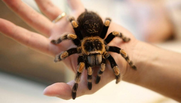 Nhện Tarantula trông đáng sợ này làm người ta hình dung có vẻ như chất độc của chúng có thể hạ gục con người, nhưng thực tế là vết cắn của chúng không khác gì vết ong chích. Nhện Tarantula dùng chân để giữ mục tiêu sau đó chúng tiêm nọc độc tê liệt cuối cùng, chúng cắn con mồi bằng răng nanh và ngậm cơ thể qua miệng.