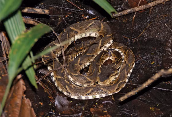 Một vết cắn từ Fer-de-lance (Bothrops asper) có thể khiến mô cơ thể của một người chuyển sang màu đen khi nó bắt đầu hoại tử. Do nọc độc của loài rắn độc fer-de-lance có chứa chất chống đông máu nên vết cắn của loài rắn này có thể khiến một người bị xuất huyết. Một con cái có thể sinh đến 90 con.