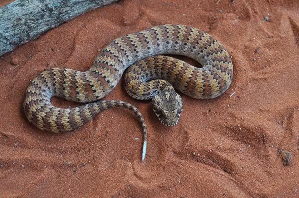 Rắn hổ (Notechis scutatus) được đặt tên dựa theo các dải màu vàng và đen trên cơ thể của nó, mặc dù không phải tất cả các quần thể đều có hình dạng đó. Nọc độc mạnh của nó có thể gây ngộ độc cho người chỉ trong 15 phút sau khi cắn và gây ra ít nhất một ca tử vong mỗi năm, Đại học Adelaide báo cáo.