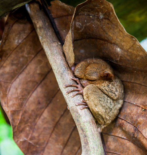 Đây là một con khỉ lùn Tarsier sống ở đảo Bohol ở Philippines. Đây là một trong những loài động vật dễ thương trên Trái đất.