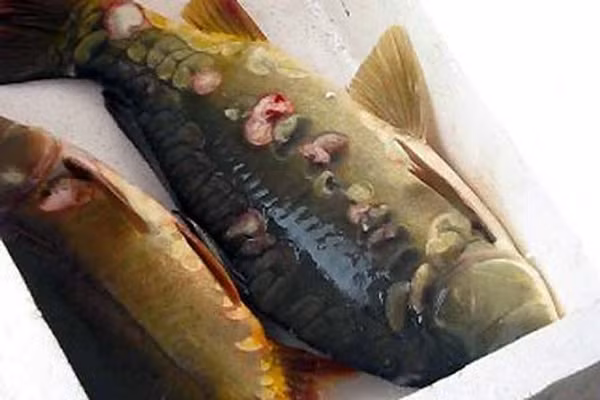 Người dân Hà thành cũng từng một phen náo loạn vì xuất hiện cá chép không vẩy, hoặc chỉ có lốm đốm vài cái vẩy ở Hồ Tây (Hà Nội, Việt Nam). Các nhà khoa học vào cuộc nghiên cứu và xác định, đây là loài chép lai giữa chép Việt Nam và chép Hungary. Đây là loại đột biến sắc tố trong cấu trúc di truyền của giống cá chép Hungary lai với chép Việt. (Nguồn ảnh: ĐSPL)