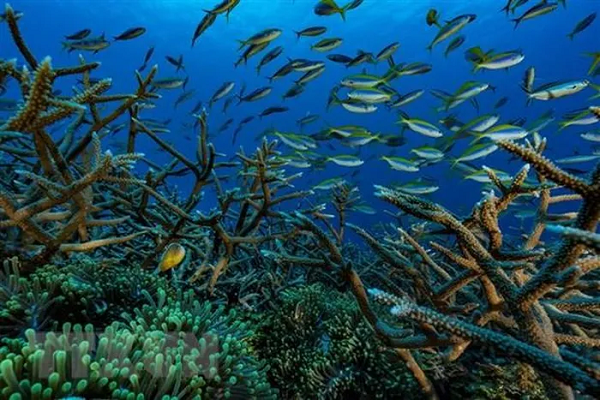 Giới khoa học cho biết, các quốc gia vùng ven biển Địa Trung Hải đang chứng kiến những đợt nắng nóng bất thường, nhiệt độ tăng từ 3 độ C đến 5 độ C so với mức nhiệt trung bình cùng thời điểm này hàng năm. Nhiệt độ hiện tại thường xuyên trên 30 độ C.