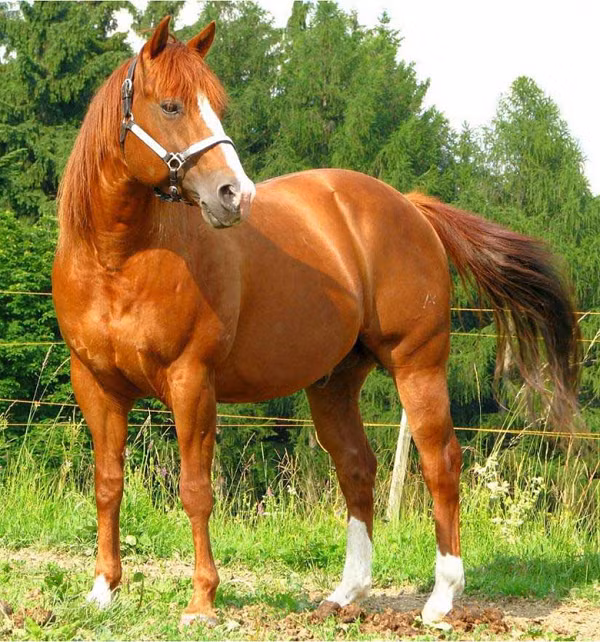 Big Star chính thức trở thành 1 chú ngựa giống “gây sốt” trong cộng đồng đam mê đua ngựa. Đã có rất nhiều người sẵn sàng chi bộn tiền chỉ để mua… tinh dịch của nó, với hy vọng có được những thế hệ ngựa sở hữu bộ gen tuyệt vời.