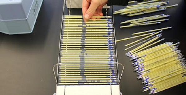 Điều đó có nghĩa là một gallon tinh dịch của con ngựa này trị giá 4,7 triệu đô la. Và đó chưa phải là loại tinh dịch ngựa đắt đỏ nhất. Sau khi được thu thập, tinh dịch ngựa có thể được tách ra và bán trong các ống nhỏ, với số lượng chỉ vài giọt.