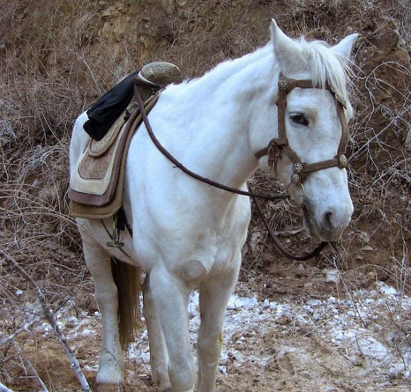 Mặc dù an toàn hơn đối với ngựa giống, thụ tinh nhân tạo bị chỉ trích do vấn đề đạo đức xung quanh vấn đề khoa học và tự nhiên.